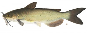 channelcatfish2