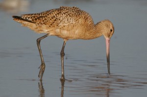 marbled_godwit